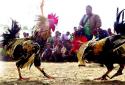 Rooster Fights Turn Bloody, Multi-Crore Gambling Continues Despite Court Orders